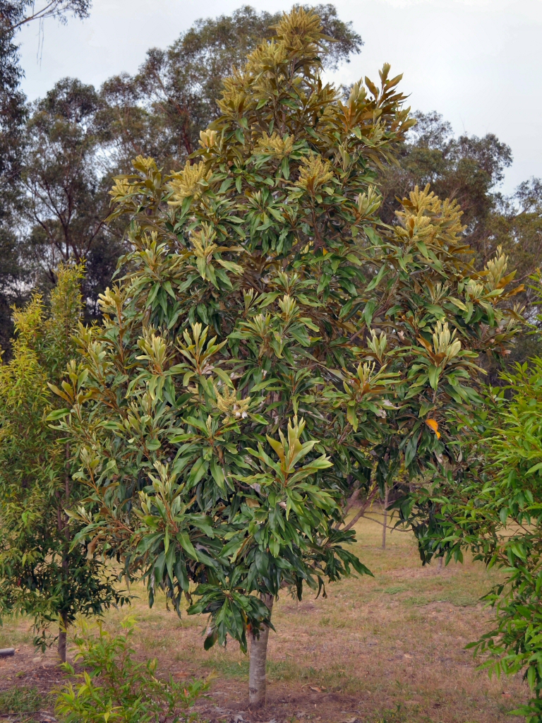 Grevillea baileyana - brown silky oak or white oak