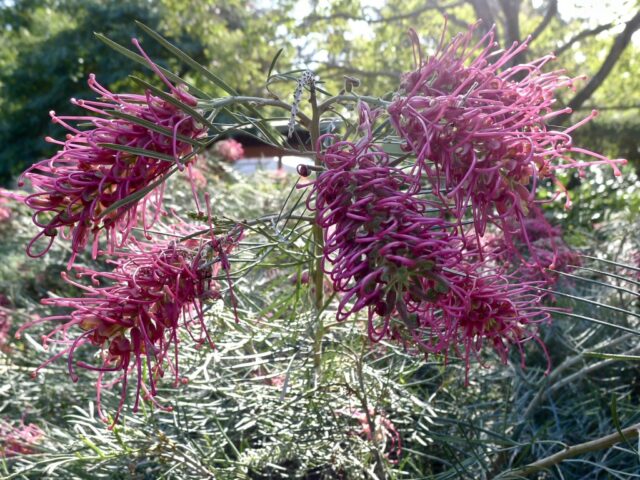 Grevillea 'Billy Bonkers'