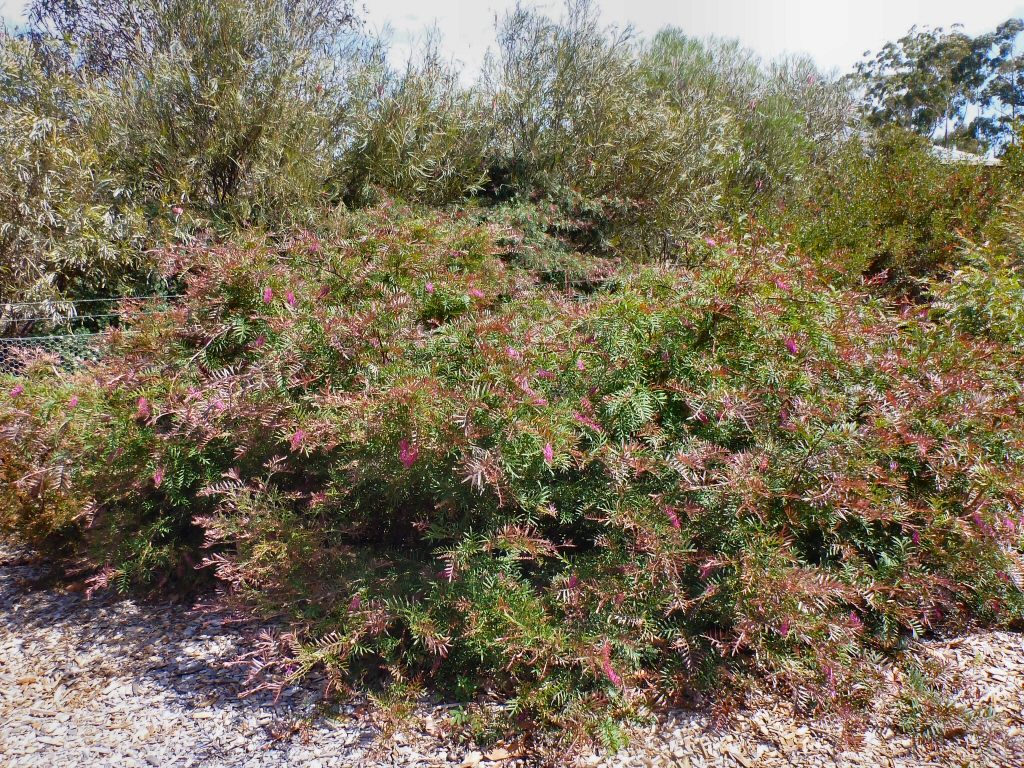 Grevillea Burgundy Blaze is a hardy australian shrub