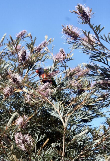 Grevillea hybrid 'Dorothy Gordon'