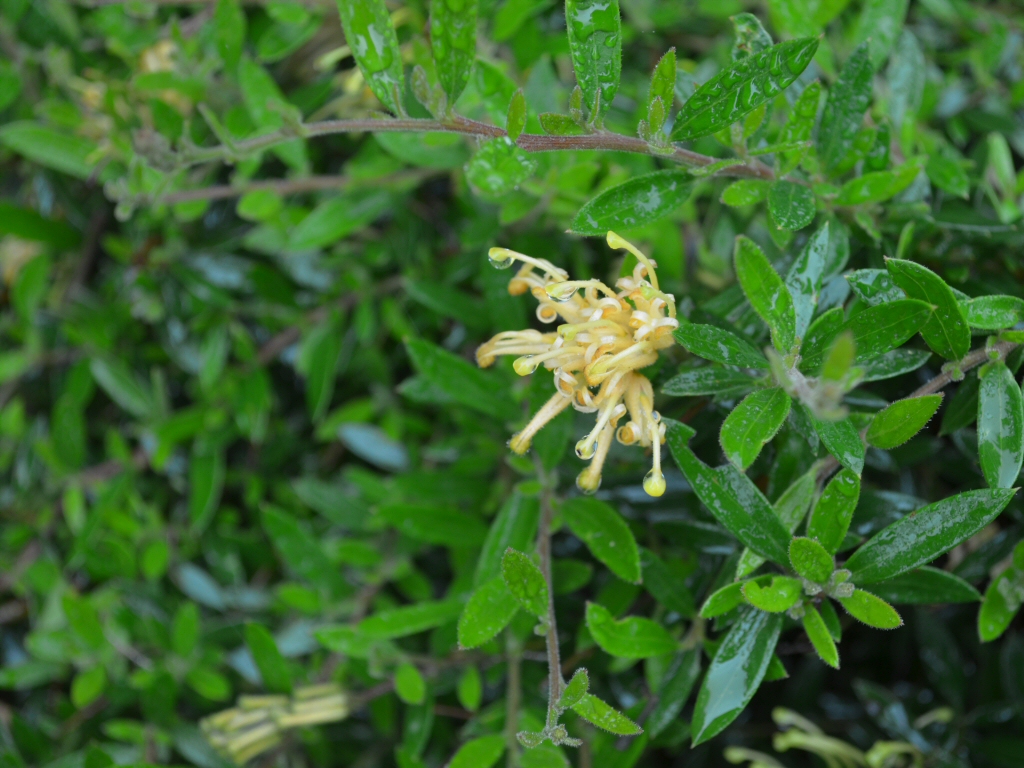 Grevillea juniperina x rhyolitica 'Gold Fever' is a great australian ground cover plant