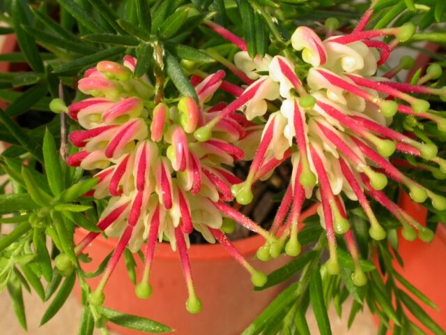 Grevillea 'Hills Jubilee'