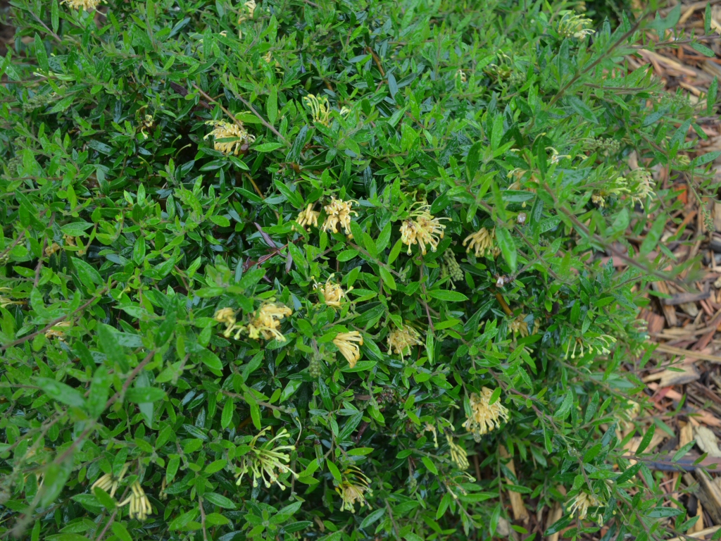 Grevillea juniperina x rhyolitica 'Gold Fever' is a hardy australian ground cover plant