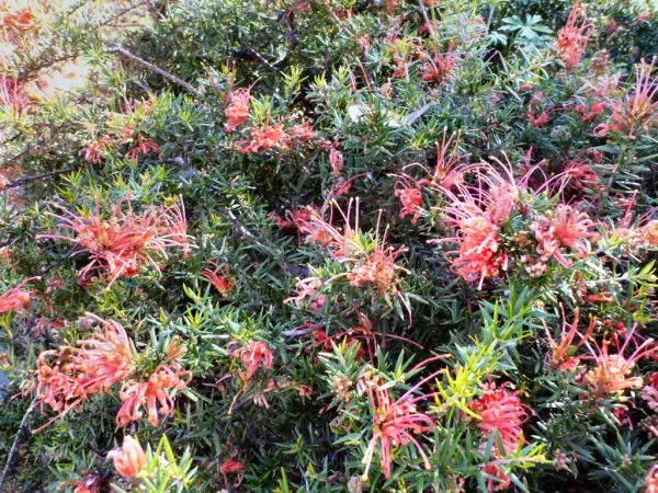 Grevillea juniperina – Juniper-leafed Grevillea | Gardening With Angus