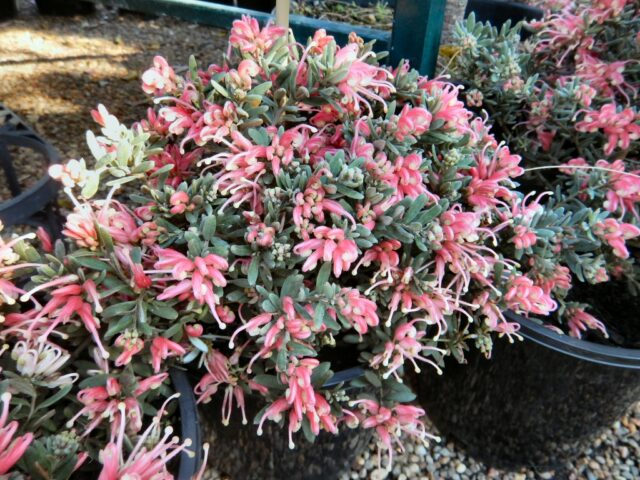 grevillea lavandulacea cross alpinia jelly baby is a beautiful hardy plant