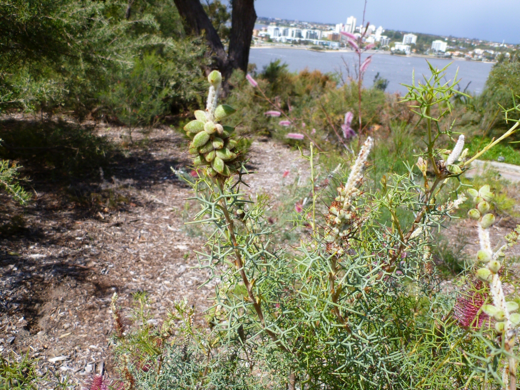 Grevillea paradoxa - bottlebrush grevillea seed heads