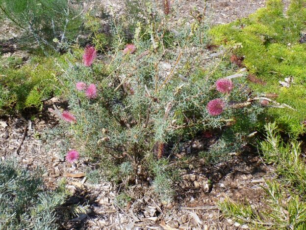 Grevillea paradoxa – Bottlebrush Grevillea | Gardening With Angus