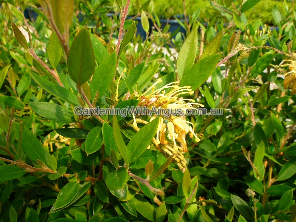 Grevillea rhyolitica - Deua Gold flowers all year round