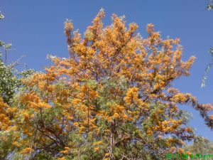 Grevillea robusta – Silky Oak | Gardening With Angus