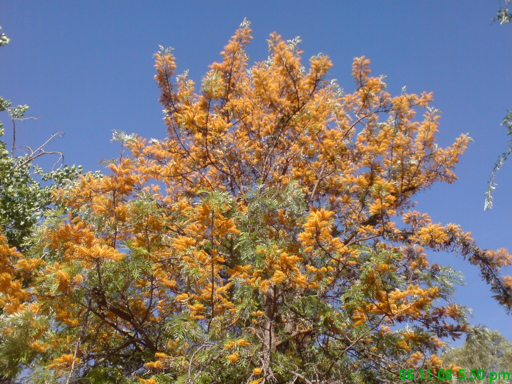 Grevillea robusta - silky oak