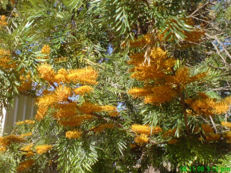 Grevillea robusta Silky Oak Gardening With Angus