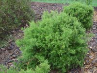 Grevillea rosmarinifolia ‘Scarlet Sprite’ | Gardening With Angus
