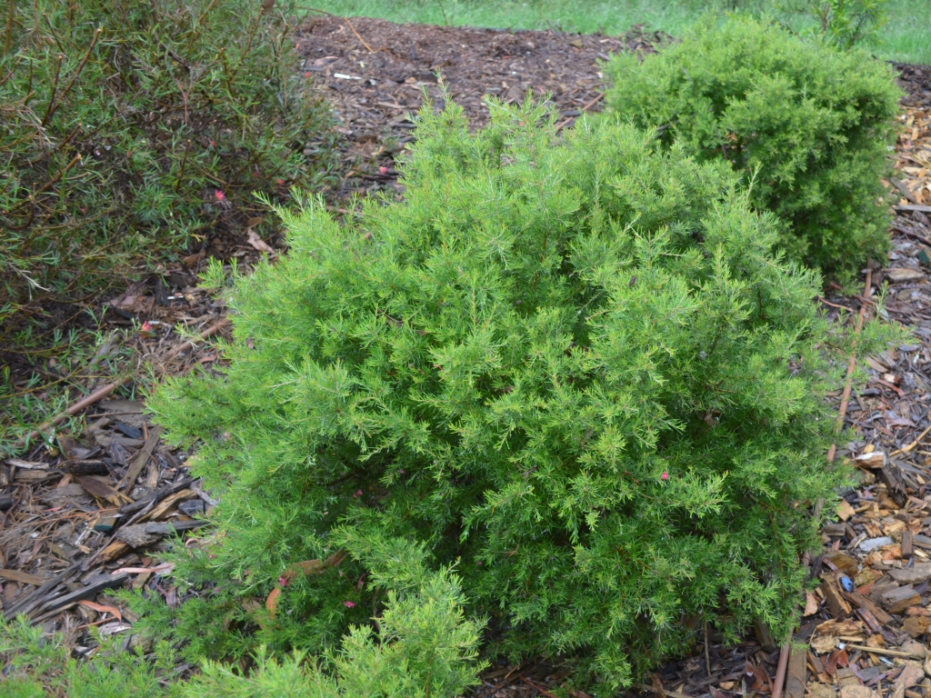 Grevillea rosmarinifolia 'Scarlet Sprite' is a superb small Australian shrub
