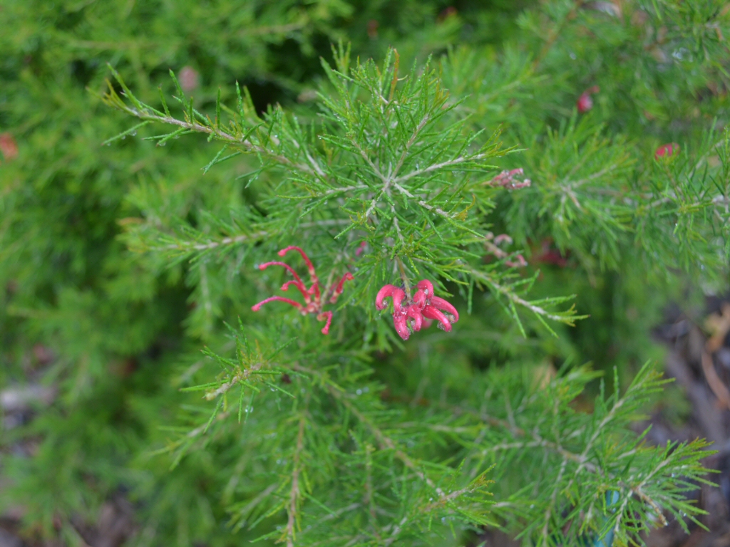 Grevillea rosmarinifolia 'Scarlet Sprite' is bird attracting