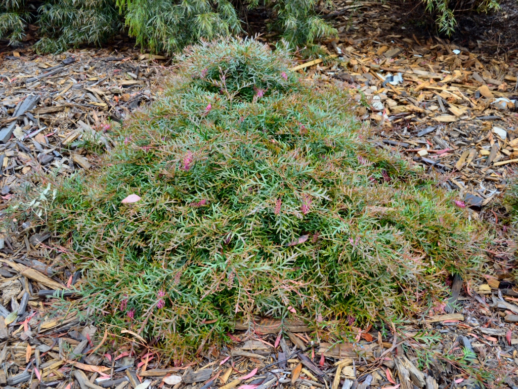 Grevillea 'Bronze Rambler' is a great ground covering plant that attracts birds