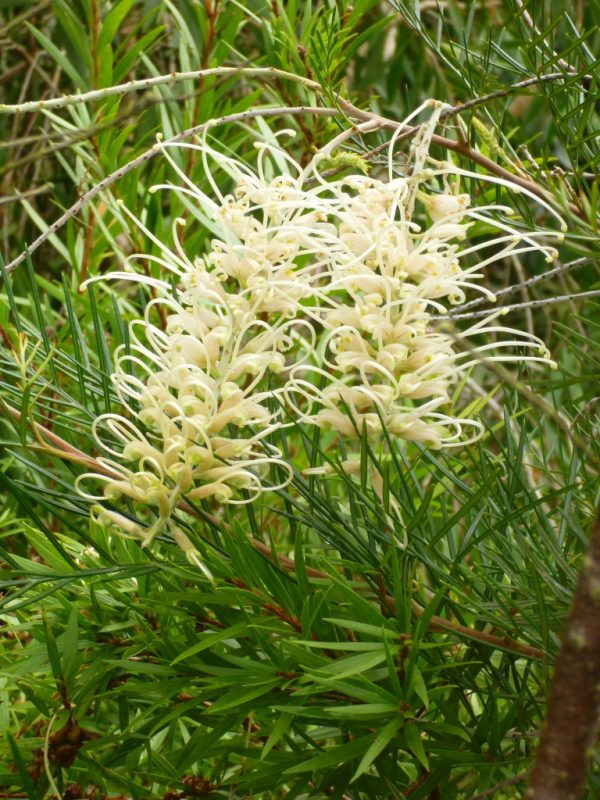 Grevillea ‘Ivory Whip’ Gardening With Angus
