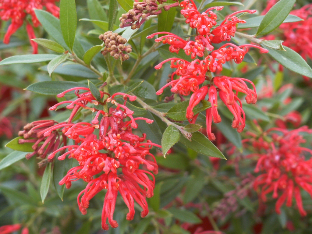 Grevillea Lady O is good for cooler climates