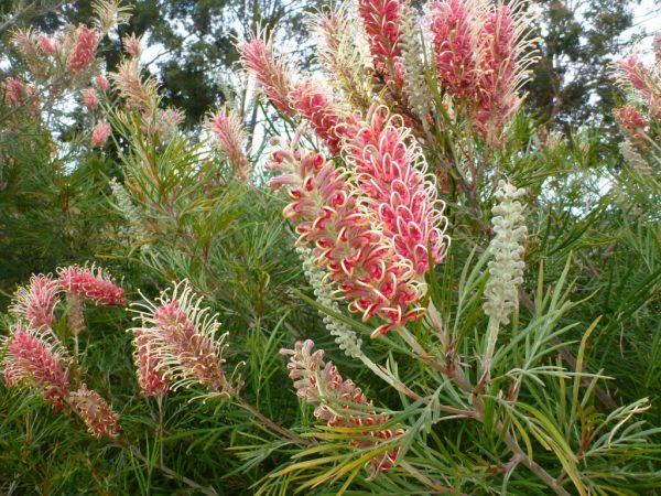 Australian Native Shrubs Gardening With Angus 9985