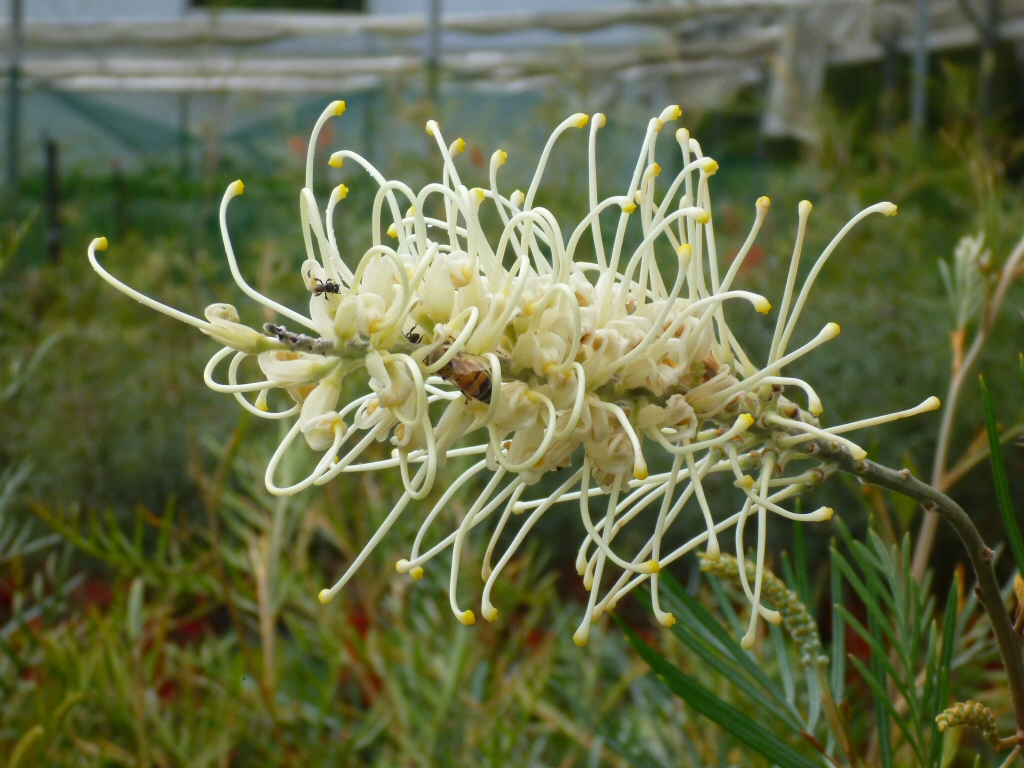 Grevillea 'Moonlight' is one of the best large flowered grevilleas