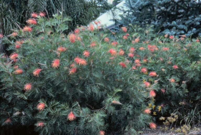Grevillea ‘Ned Kelly (Mason’s Hybrid)’ | Gardening With Angus