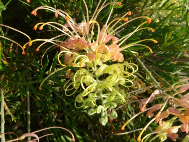 Grevillea 'Peaches and Cream'