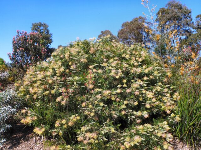 Grevillea 'Peaches and Cream'