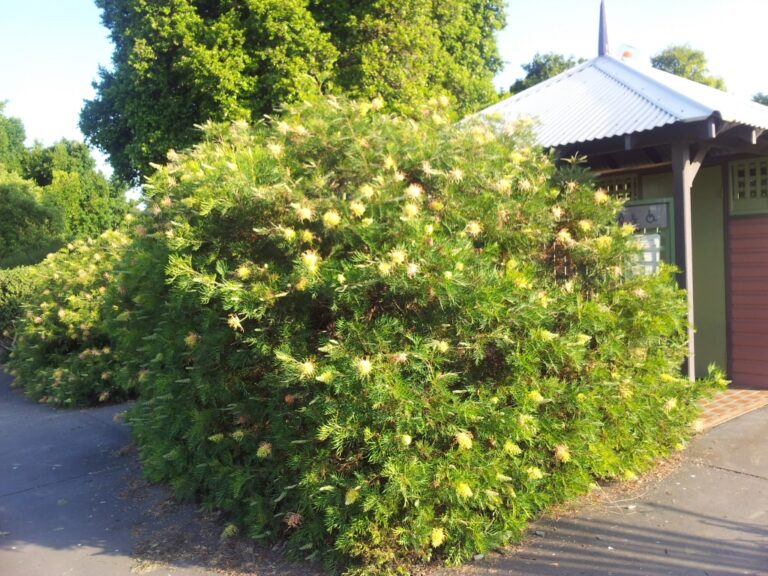 Grevillea ‘Peaches and Cream’ Gardening With Angus