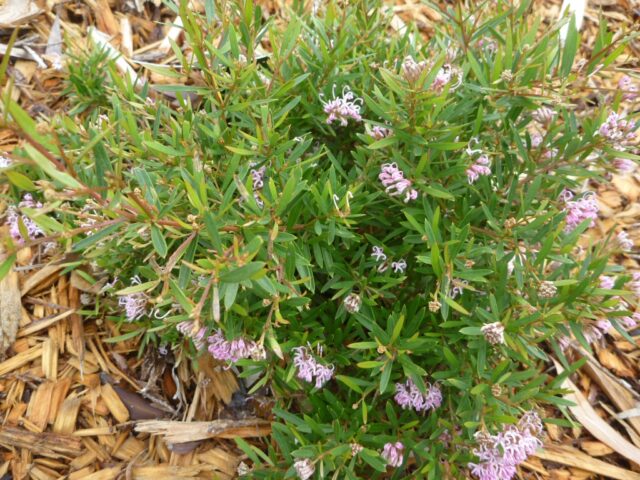 Grevillea ‘Pink Midget’ | Gardening With Angus