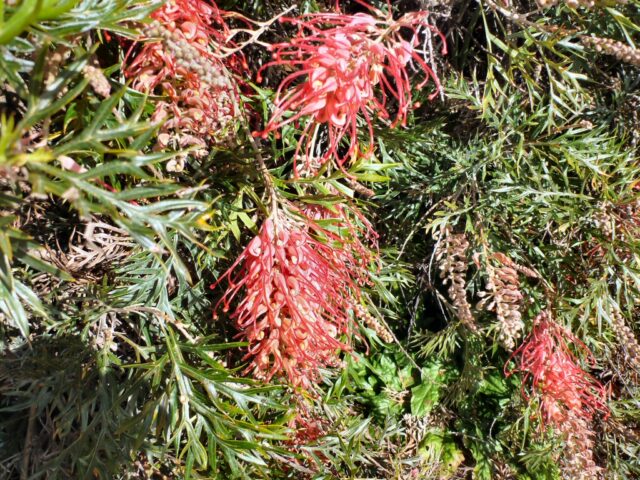 Grevillea ‘Robyn Gordon’ | Gardening With Angus