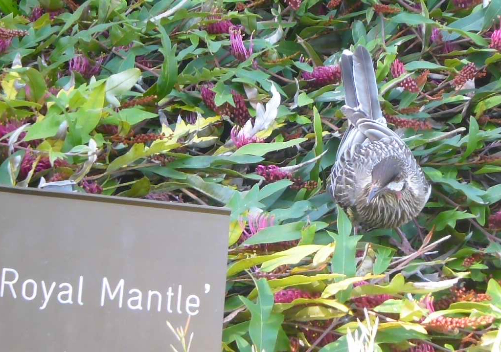 Grevillea 'Royal Mantle' providing bird tucker