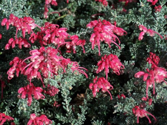 Grevillea 'Winter Delight'