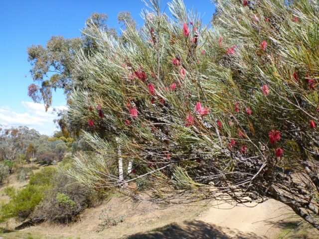 Hakea francisiana - grass leaf hakea