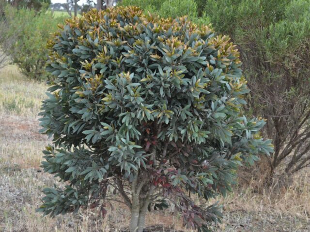 Hakea laurina 'Mini Pini'