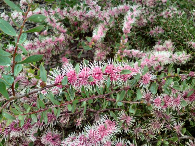 Hakea myrtoides-x-petiolaris hairpin hakea 'Burrendong Beauty'