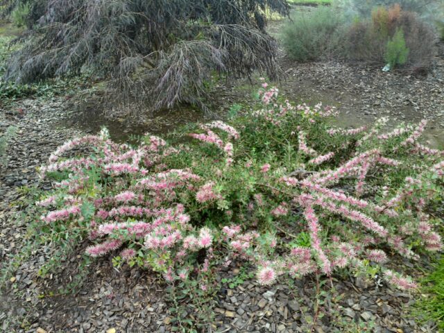 Hakea myrtoides-x-petiolaris hairpin hakea 'Burrendong Beauty'