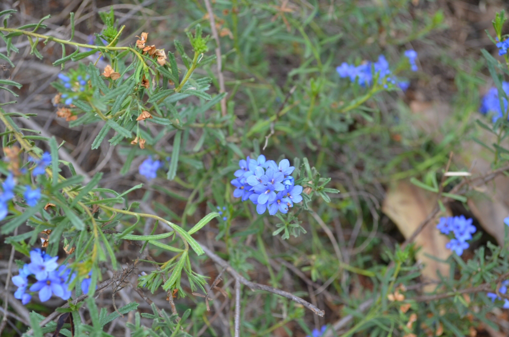 Halgania caerulea - blue mallee flower