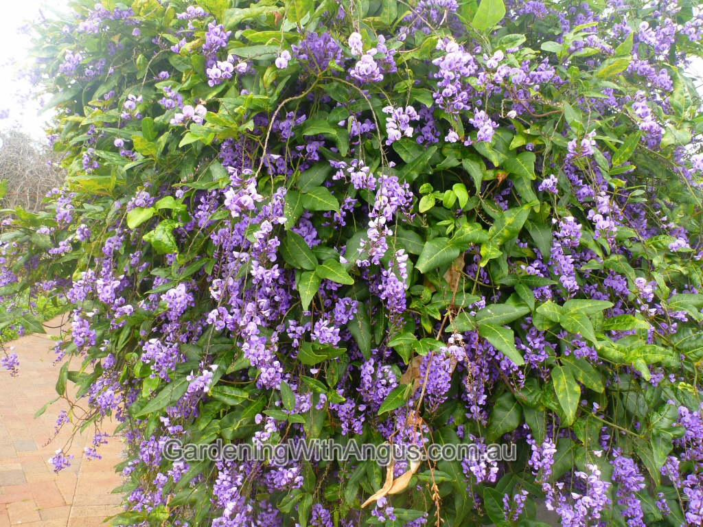 Hardenbergia comptoniana - native wisteria
