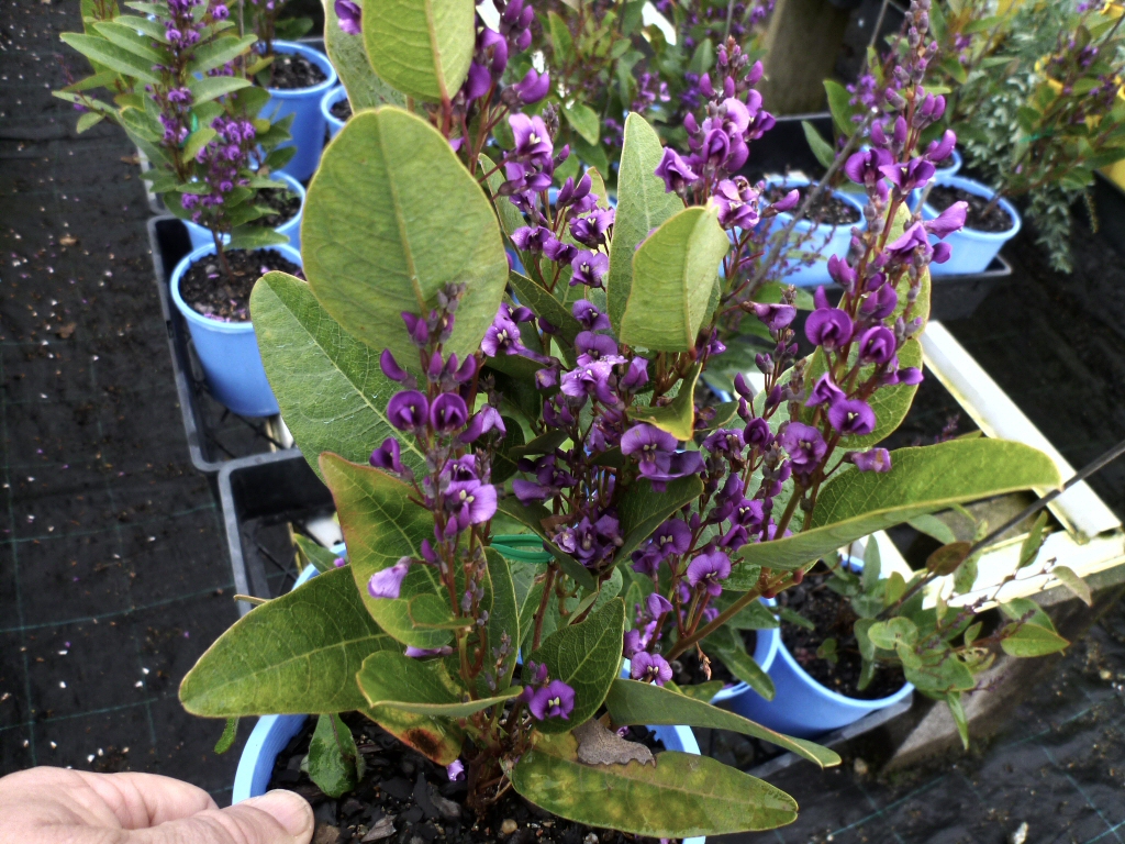 Hardenbergia violaceae native wisteria 'Bushy Blue'