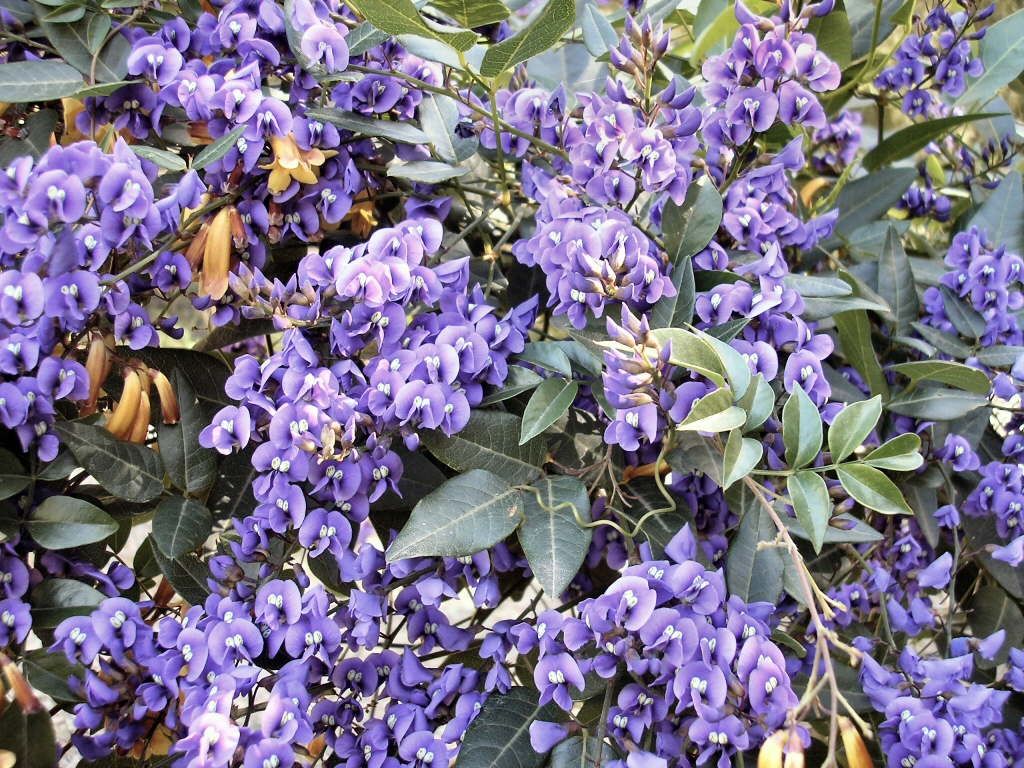Hardenbergia violaceae native wisteria 'Edna Walling Wild Wisteria'