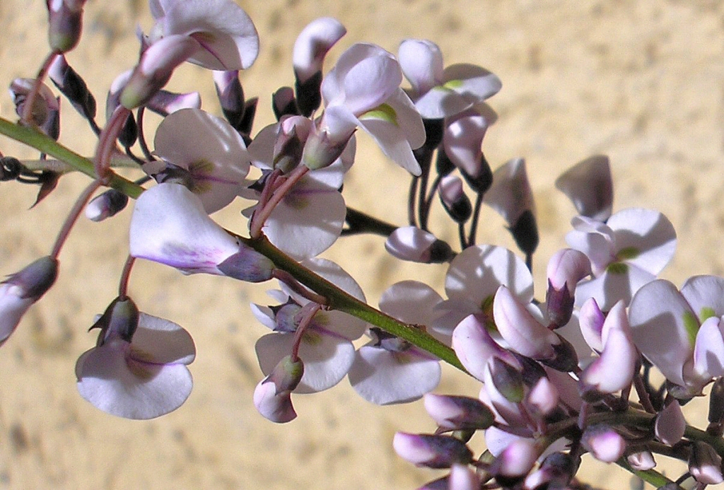Hardenbergia violaceae native wisteria 'Free n 'Easy'