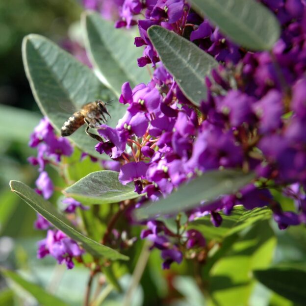 Hardenbergia violacea ‘Purple Spray’ | Gardening With Angus