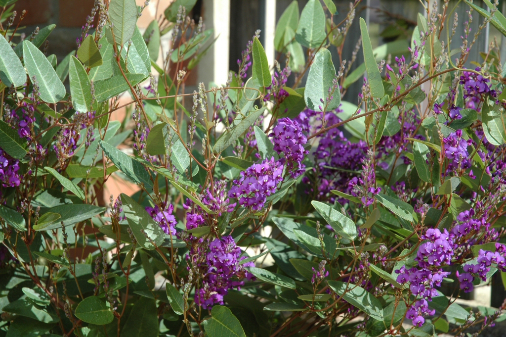 Hardenbergia violaceae native wisteria 'Purple Spray'