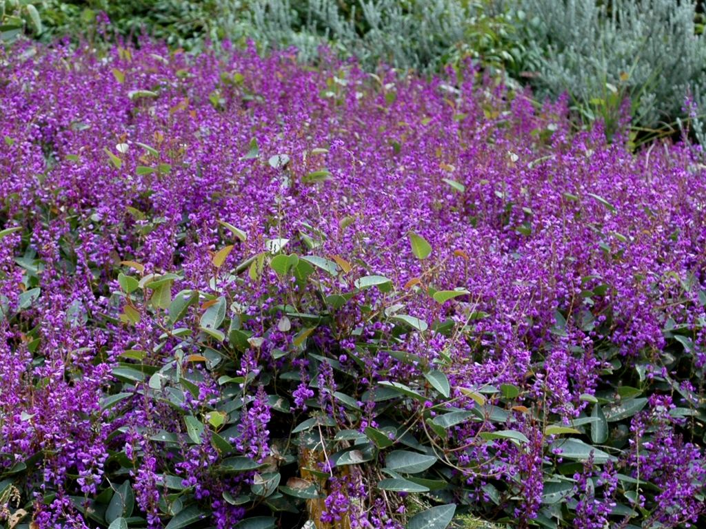 Hardenbergia violacea 'Sea of Purple'