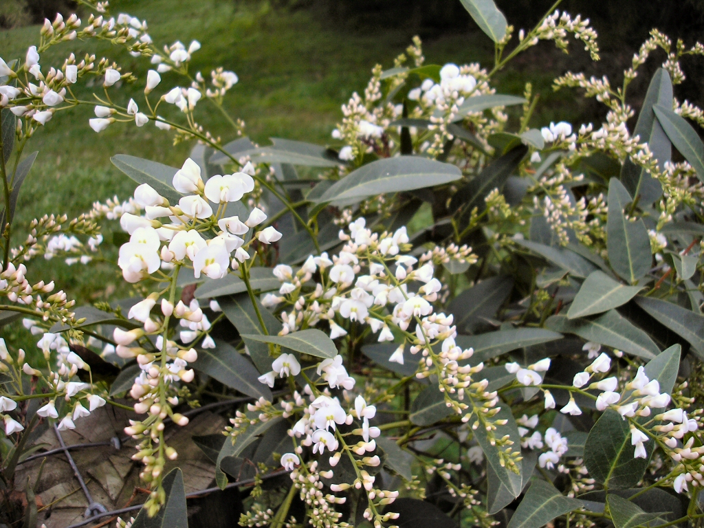Hardenbergia violaceae native wisteria 'Snow White'