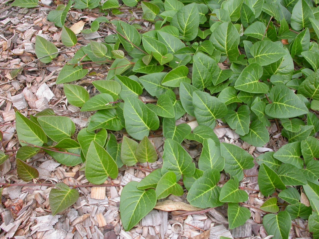 Hardenbergia violaceae native wisteria 'Sweetheart'