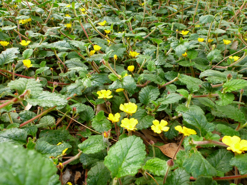 Hibbertia grossularifolia - guinea flower