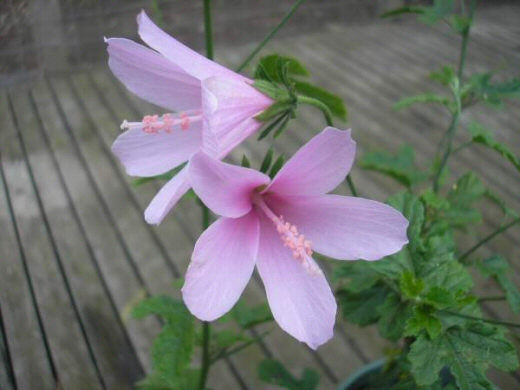 Hibiscus geranioides native hibiscus 'La Belle'