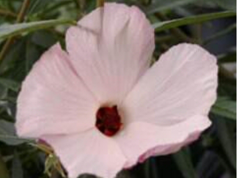 Hibiscus heterophyllus x divaricatus native hibiscus 'Aussie Delight'