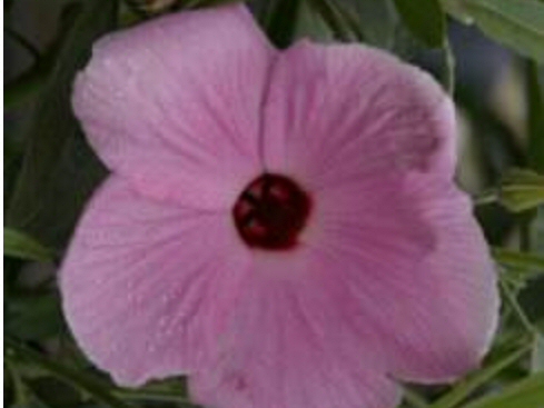 Hibiscus hybrid -native hibiscus 'Aussie Pink'