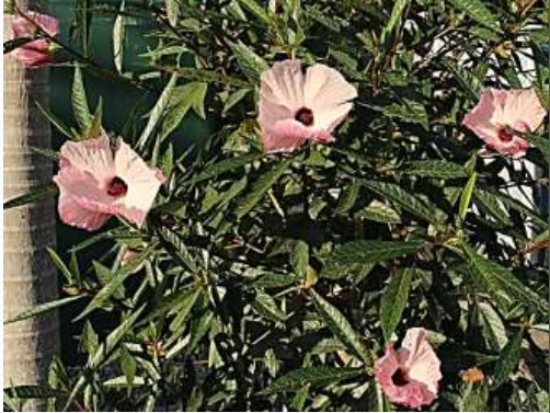 Hibiscus 'Aussie Delight'
